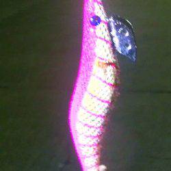 焼津港、ヒラメ、コウイカ、タコ、カマスが好調